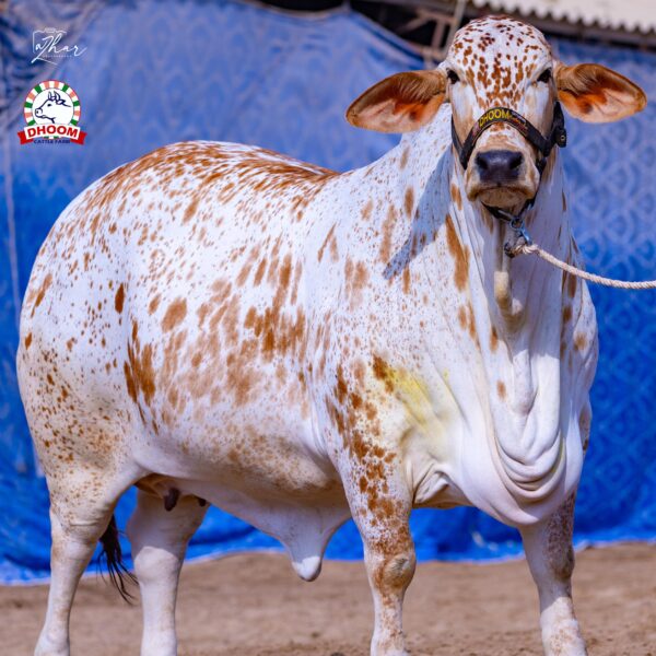 Punjabi E3