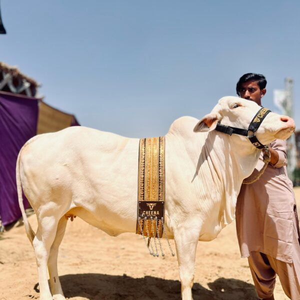 Punjabi H1