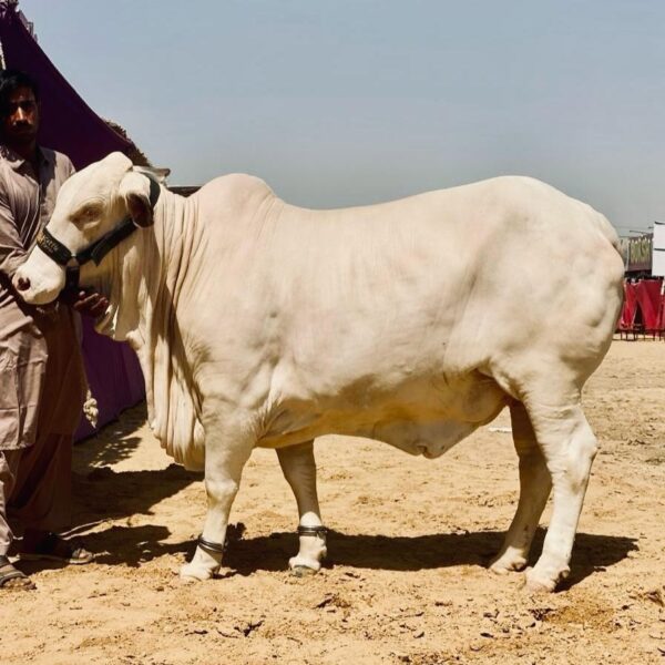 Nukhra H11