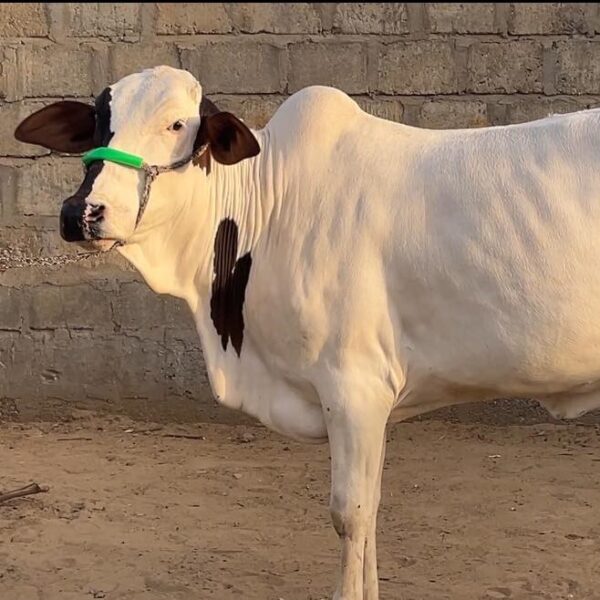 Desi K3