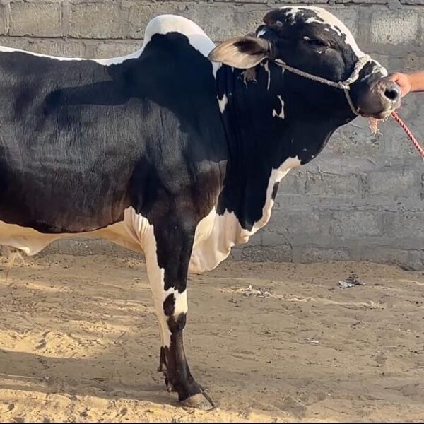 Desi K5