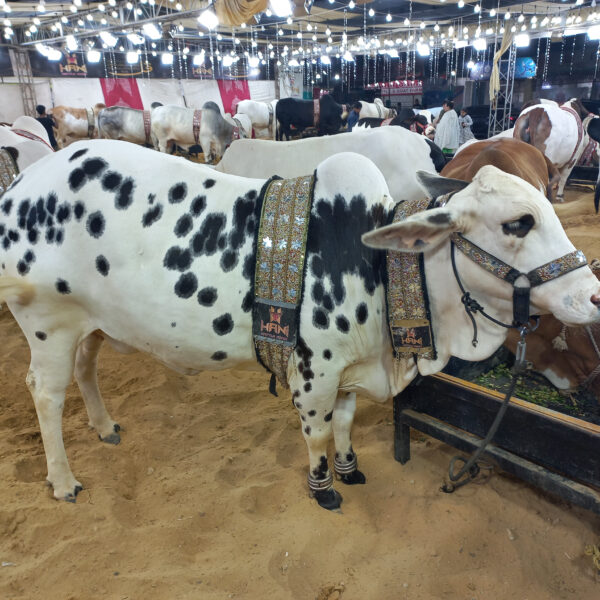 Desi M13